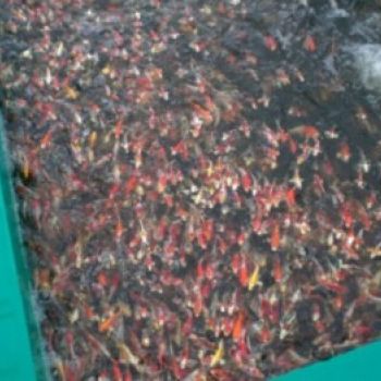 Japanreise 2007 Bauer Stefan